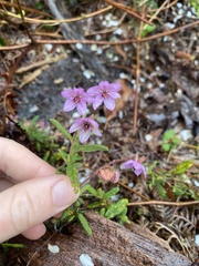 Thomasia petalocalyx