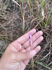 Zephyranthes drummondii
