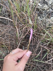 Zephyranthes drummondii