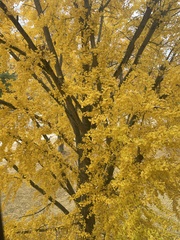 Ginkgo