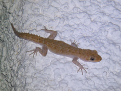 Mediodactylus kotschyi