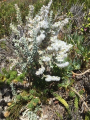 Eriocephalus racemosus