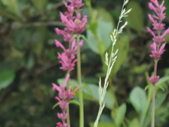 Agastache mexicana