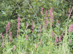 Agastache mexicana