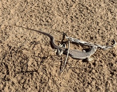 Dipsosaurus dorsalis