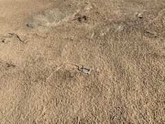 Dipsosaurus dorsalis