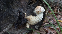 Hemipholiota populnea