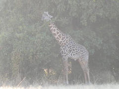 Giraffa camelopardalis thornicrofti