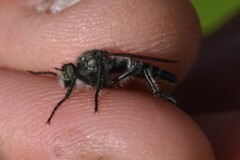 Cyrtopogon