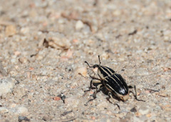 Sphenophorus aequalis