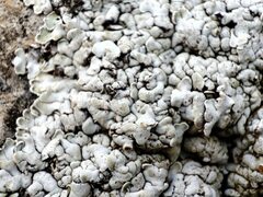 Squamarina lentigera