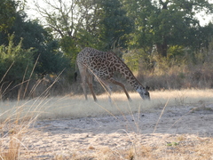Giraffa camelopardalis thornicrofti