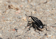 Sphenophorus aequalis