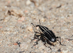 Sphenophorus aequalis