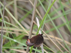 Gyrocheilus patrobas patrobas