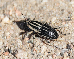 Sphenophorus aequalis