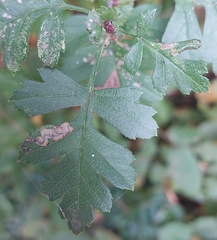 Phyllonorycter oxyacanthae