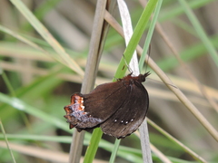Gyrocheilus patrobas patrobas