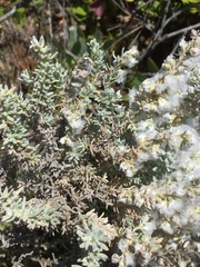 Eriocephalus racemosus