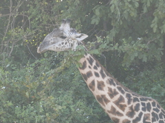 Giraffa camelopardalis thornicrofti