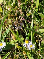 Bombyliidae