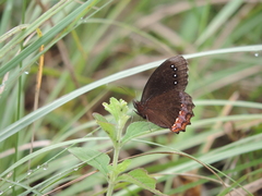 Gyrocheilus patrobas patrobas