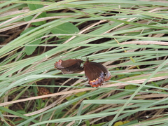 Gyrocheilus patrobas patrobas