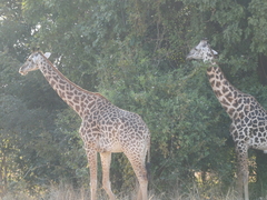 Giraffa camelopardalis thornicrofti