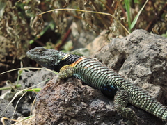 Sceloporus torquatus