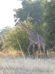 Giraffa camelopardalis thornicrofti