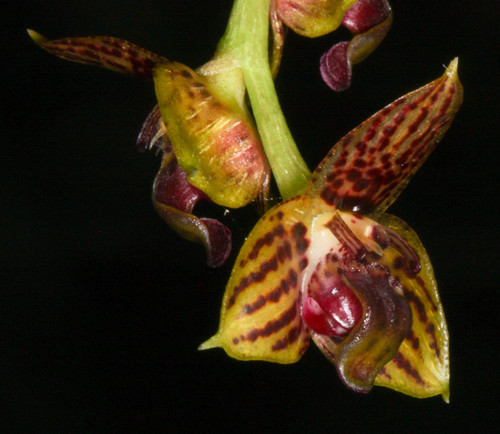 Bulbophyllum francoisii