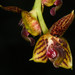 Bulbophyllum francoisii - Photo no hay derechos reservados, subido por Scott Loarie