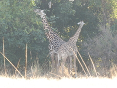 Giraffa camelopardalis thornicrofti