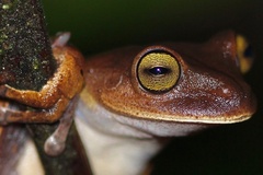 Bokermannohyla hylax