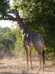 Giraffa camelopardalis thornicrofti