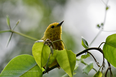 Setophaga petechia rufivertex