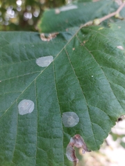 Phyllonorycter coryli
