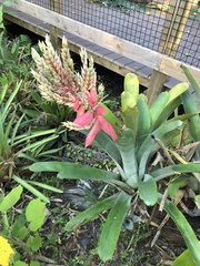 Hohenbergia