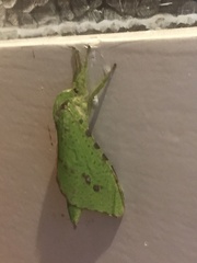 Aenetus eximia