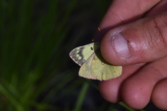 Colias