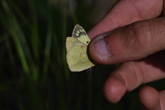 Colias