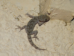 Mediodactylus kotschyi