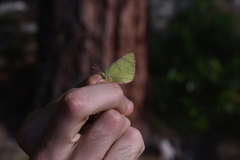 Colias
