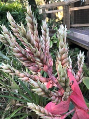 Hohenbergia