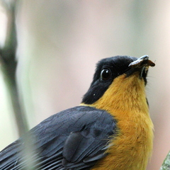 Cossypha dichroa dichroa