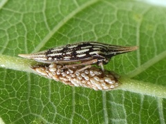Polyglypta