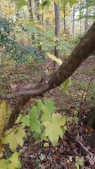 Kalopanax septemlobus