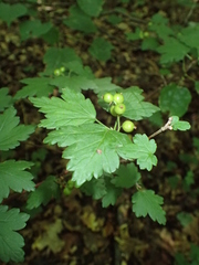 Ribes alpinum