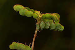 Moeroris arvensis image
