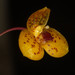 Bulbophyllum analamazoatrae - Photo no hay derechos reservados, uploaded by Scott Loarie